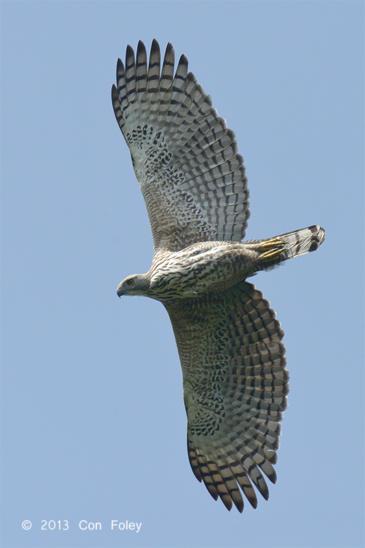 Eagle, Changeable Hawk (pale morph) @ Changi