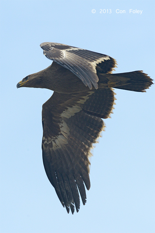 Eagle, Steppe (juv) @ Batang Tiga