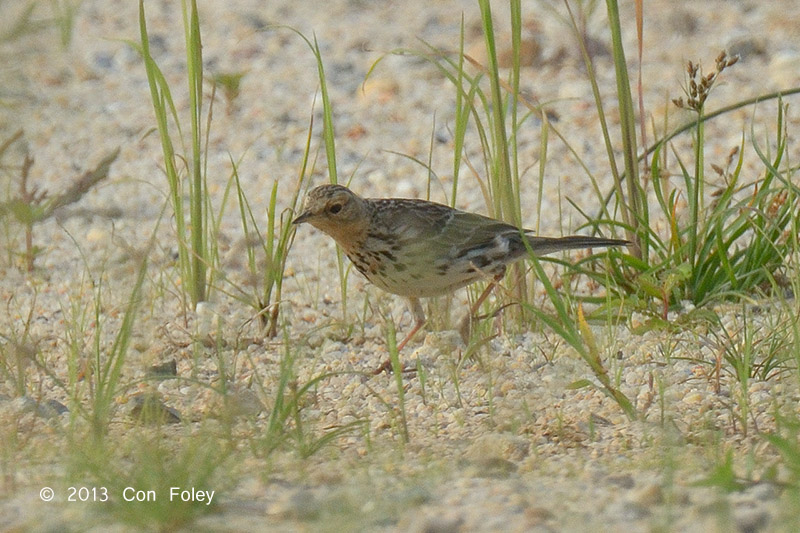 Pipit, Red-throated @ Seletar