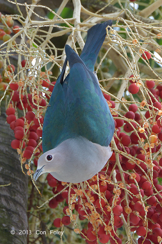 Pigeon, Green Imperial @ Loyang Lane