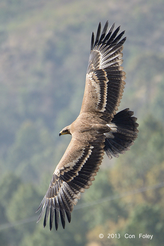 Eagle, Steppe @ Nainital