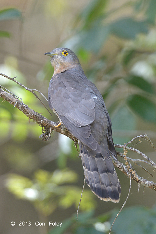Cuckoo, Common Hawk @ Sattal