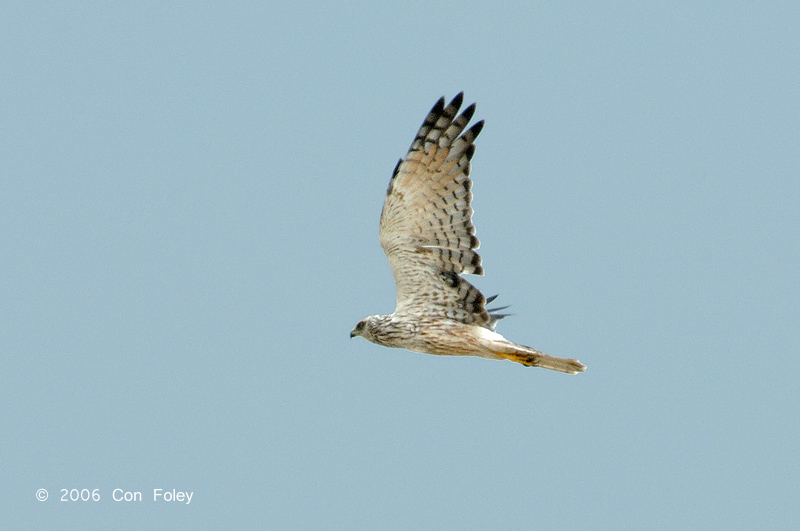 Harrier, Pied (female) @ Changi