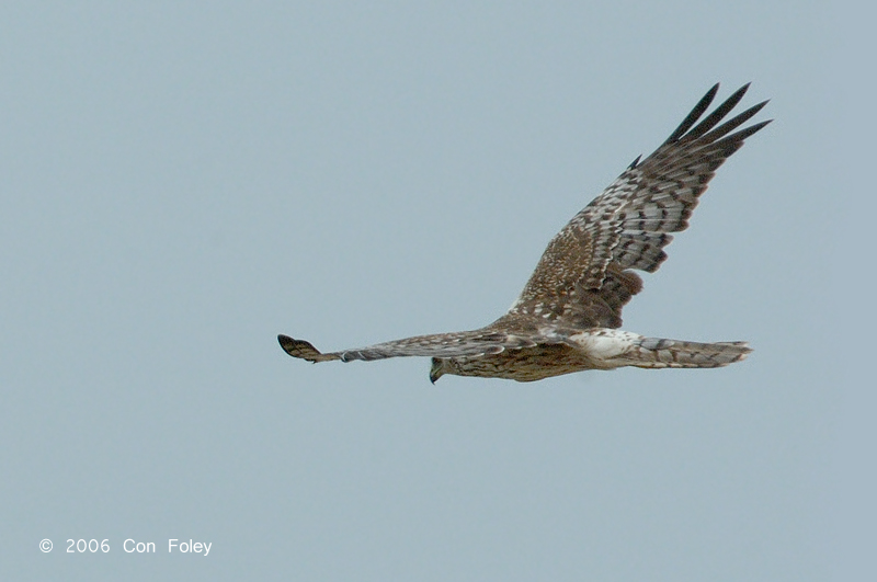 Harrier, Pied (female) @ Changi