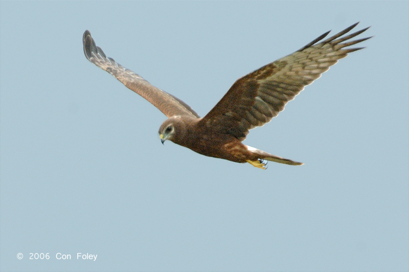 Harrier, Pied (juvenile) @ Changi