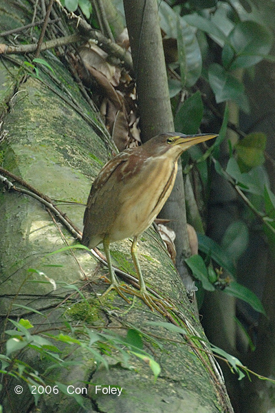 Bittern, Von Schrencks (immature male) @ Chinese Gardens
