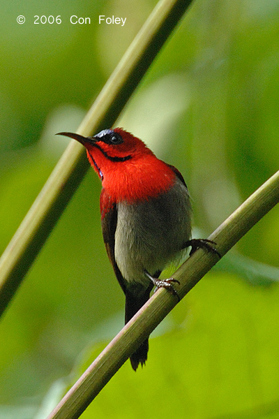 Sunbird, Crimson (male) @ Upper Pierce