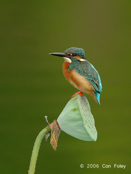 Kingfisher, Common (male) @ Botanic Gardens