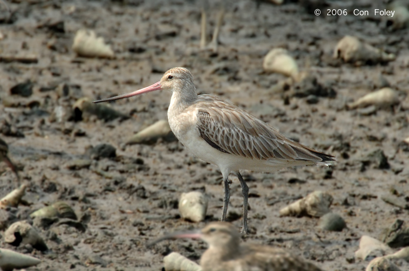 Godwit, Bar-tailed @ Sungei Buloh