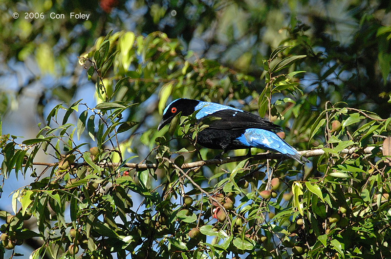 Bluebird, Asian Fairy (male)