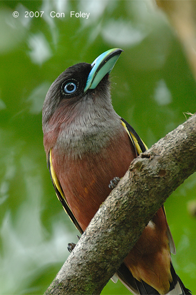 Broadbill, Banded (female)