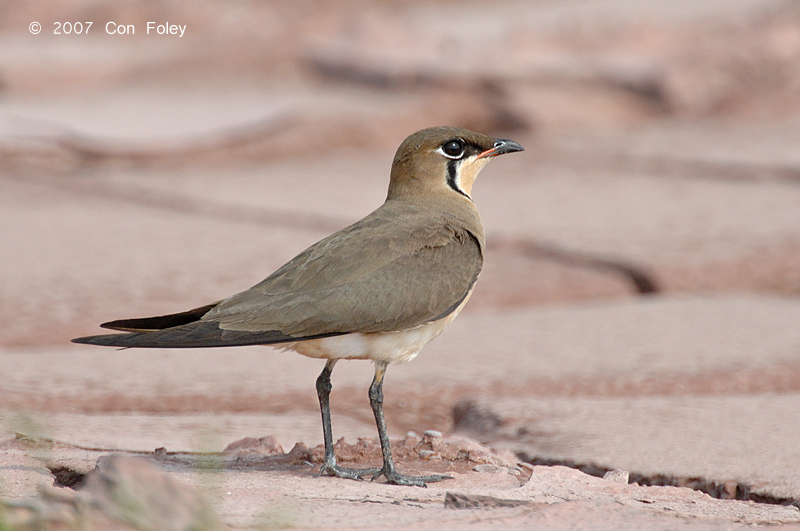 Pratincole, Oriental (breeding) @ Changi Cove