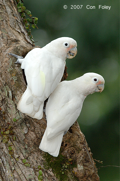 Corella, Tanimbar @ Changi Village