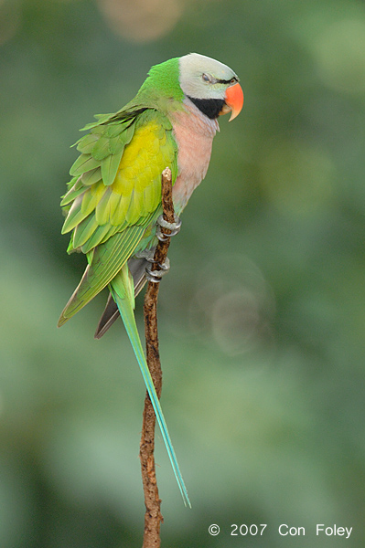 Parakeet, Red-Breasted (male) @ Changi Village