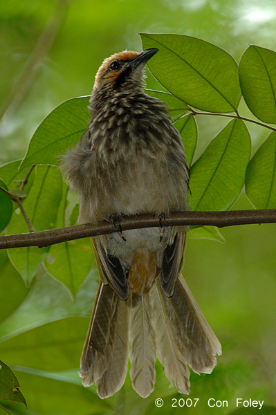 Bulbul, Straw-headed @ Bukit Batok