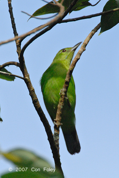 Leafbird, Greater-green (female)