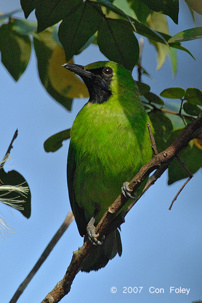 Leafbird, Greater-green (male)