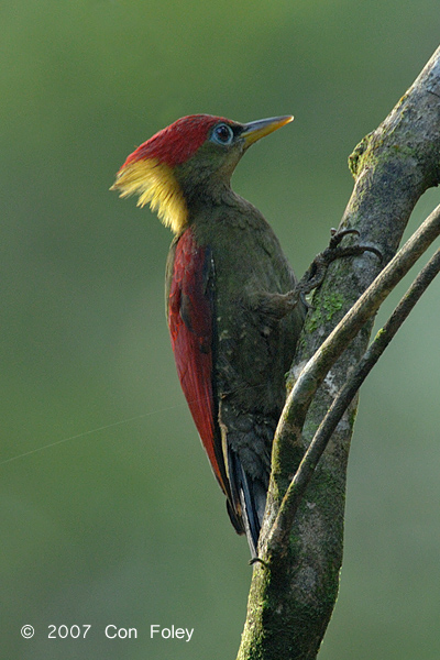 Woodpecker, Crimson-winged (female)