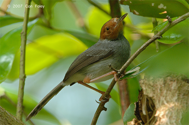 Tailorbird, Ashy (male) @ Pulau Ubin