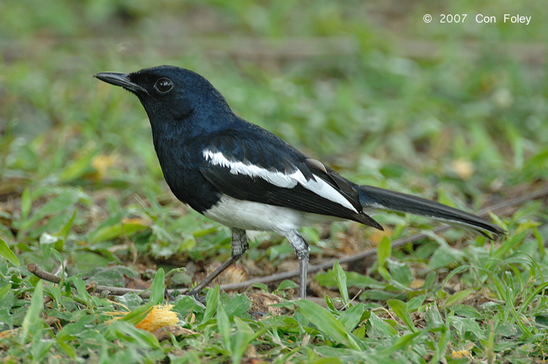 Robin, Magpie (male) @ Botanic Gardens