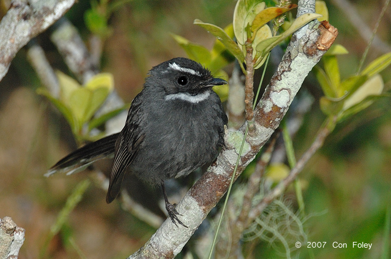 Fantail, White-throated @ Jelai Resort