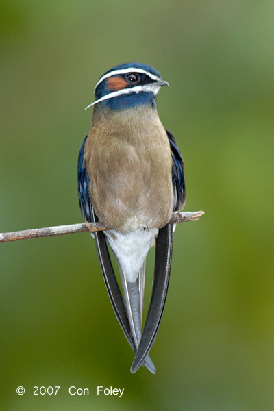 Treeswift, Whiskered (male) @ Danum Valley