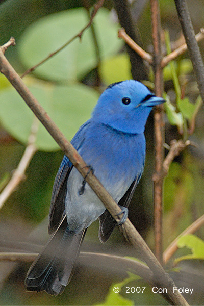 Monarch, Black-naped (male) @ Menanggol River