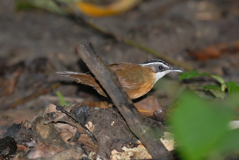 Babbler, Black-capped @ Danum Valley