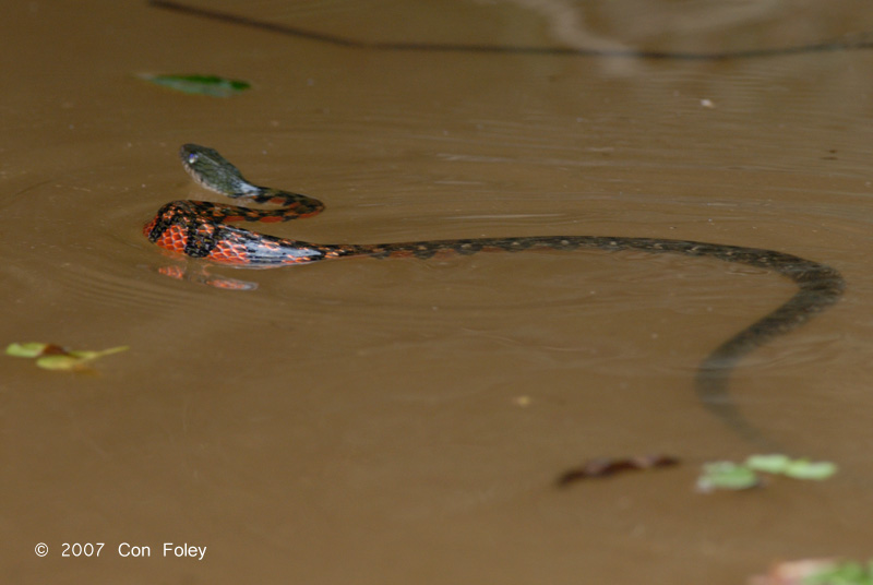 Keelback, Triangle @ Sg Resang