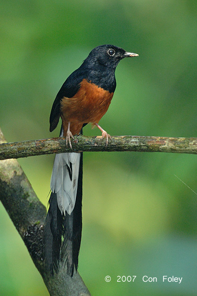 Shama, White-rumped (male)