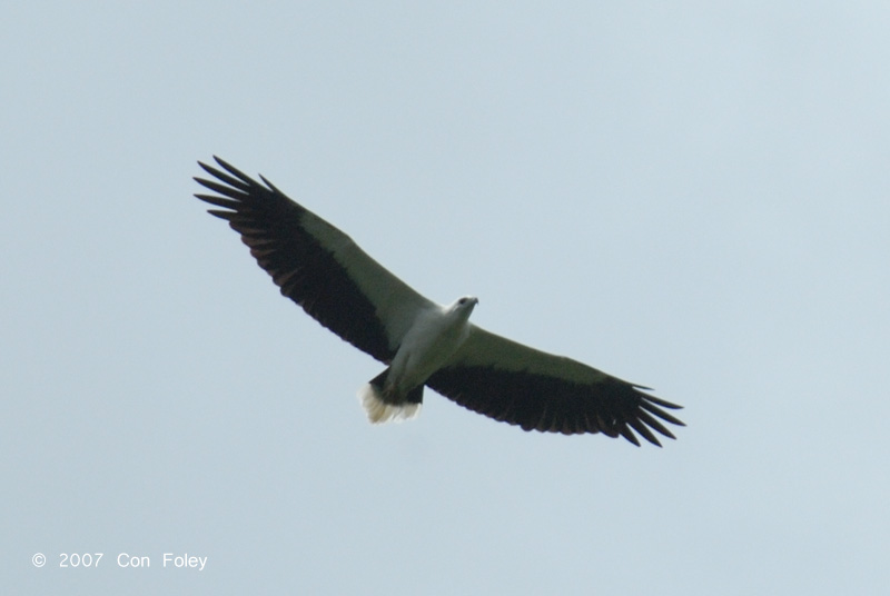 Eagle, White-bellied Fish