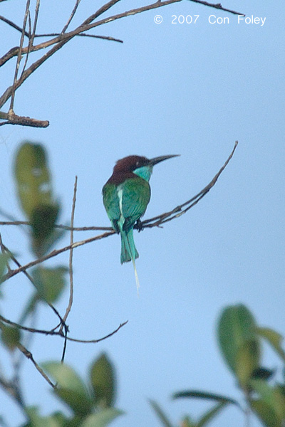 Bee-eater, Blue-throated