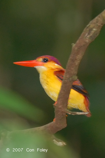 Kingfisher, Rufous-backed