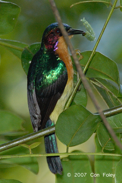 Sunbird, Ruby-cheeked (male)