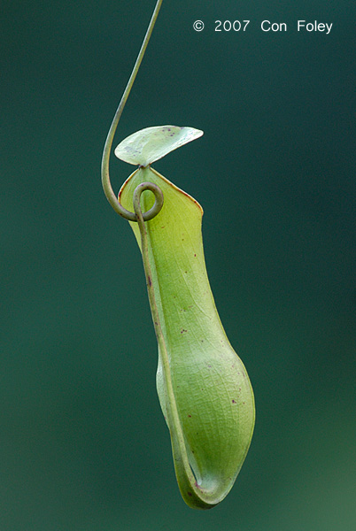 Pitcher Plant