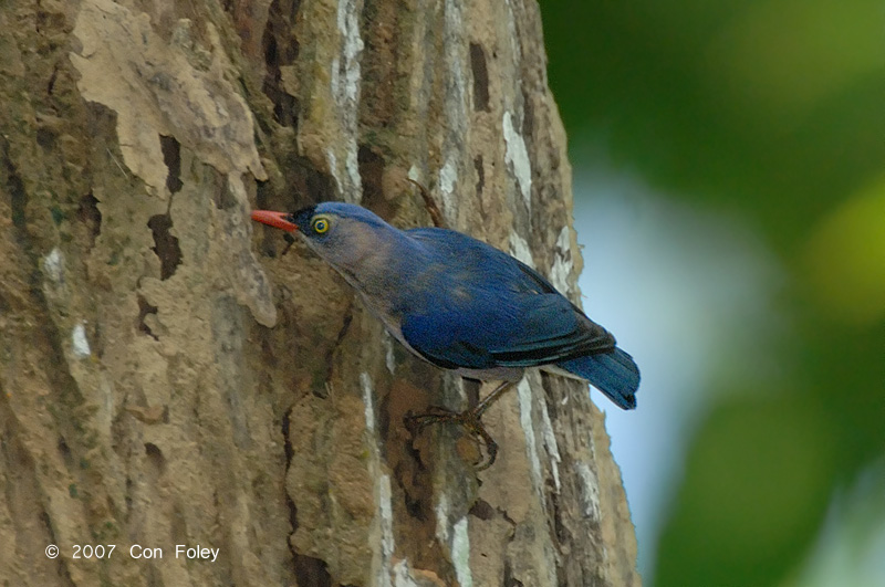 Nuthatch, Velvet-fronted (female)