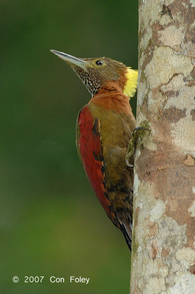 Woodpecker, Checker-throated (male)