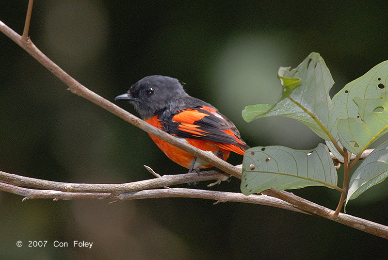 Minivet, Grey-chinned (male) @ The Old Road