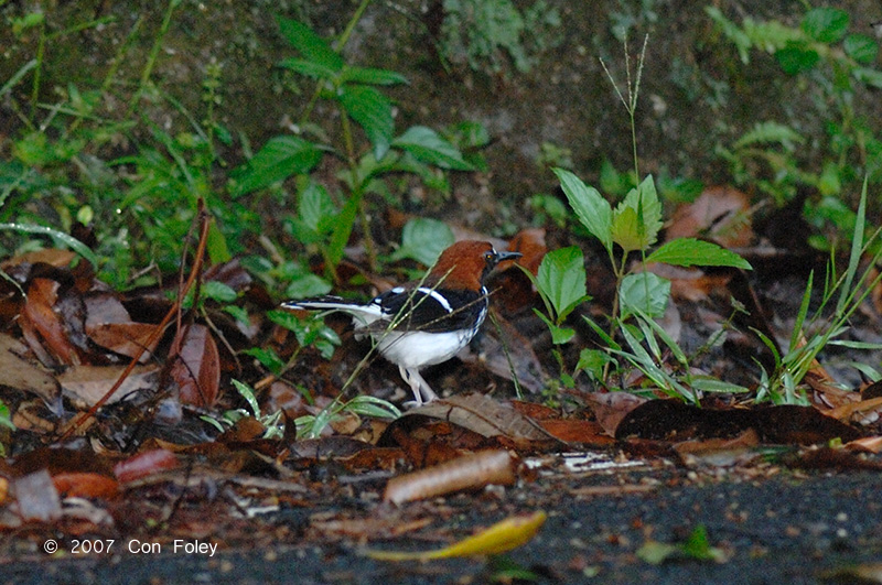 Forktail, Chestnut-naped (male) @ The Old Road