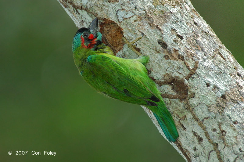 Barbet, Blue-eared (male)