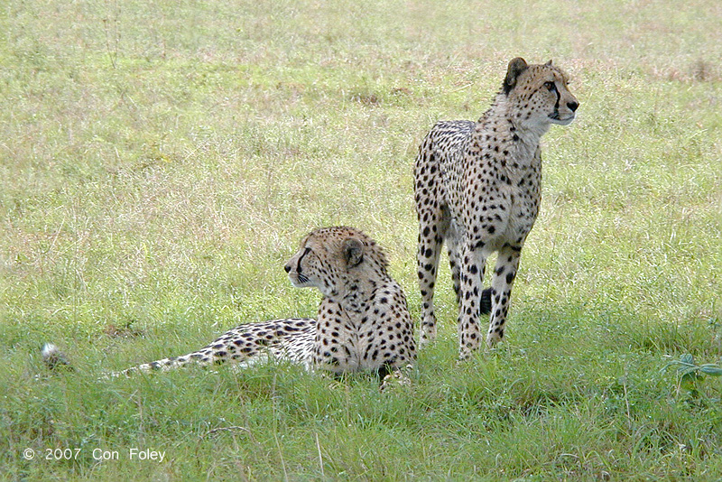 Cheetah (brothers) @ Phinda Private Game Reserve