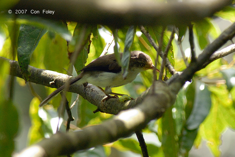 Minla, Blue-winged @ Cameron Highlands