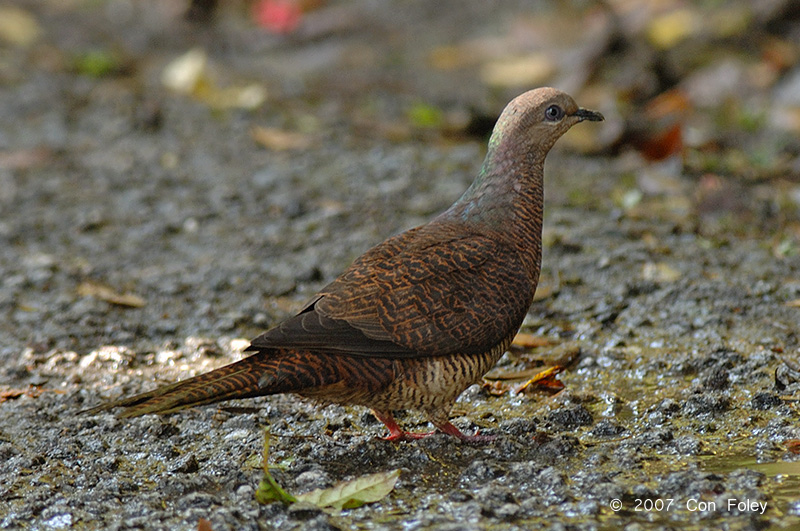 Dove, Barred Cuckoo (female) @ Cameron Highlands