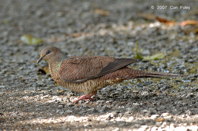 Dove, Barred Cuckoo (female) @ Cameron Highlands