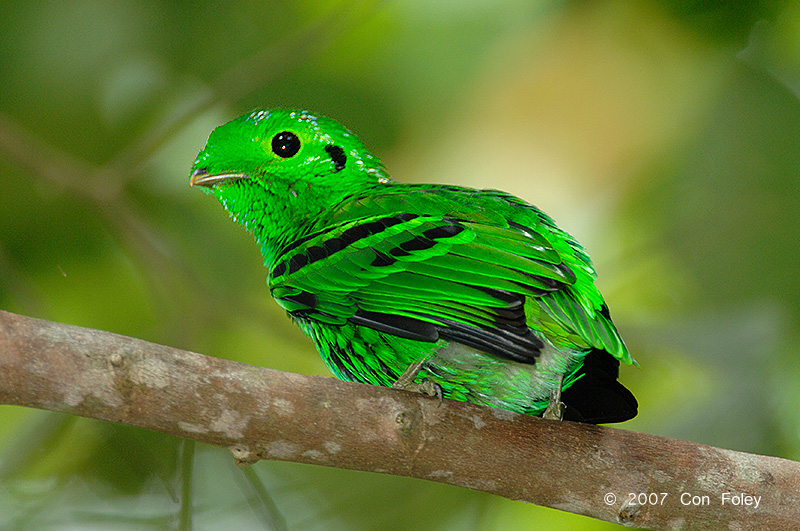 Broadbill, Green (male)