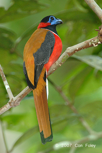 Trogon, Red-naped (male)