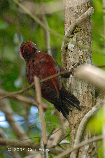 Woodpecker, Maroon @ Camping Grounds
