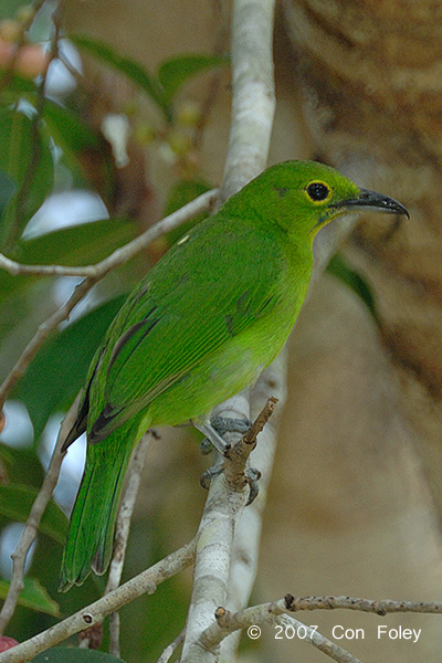 Leafbird, Greater Green (female) @ Tahan Hide
