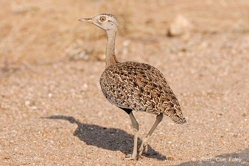 Bustard, Black-bellied (female)