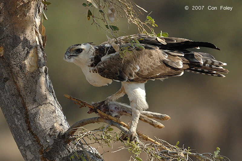 Eagle, Martial (immature)